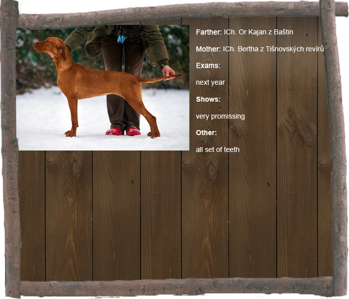 bardotte profil1 aj