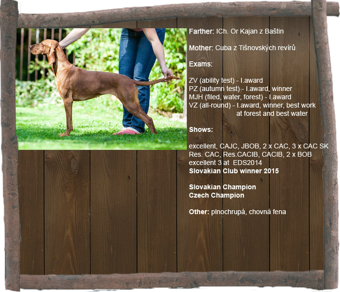 dixie profil1 aj