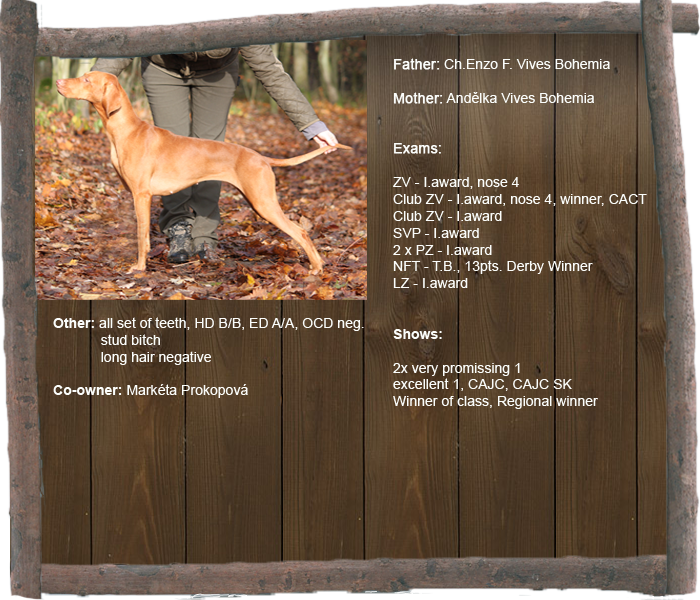 choice profil aj