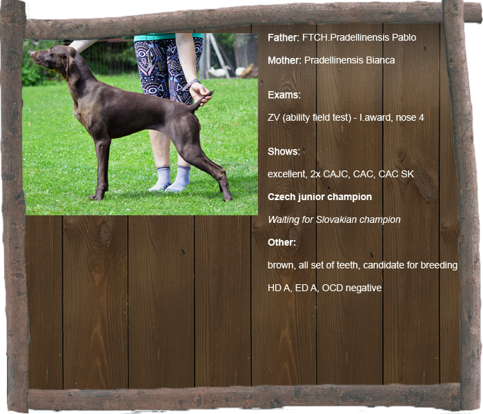 volga profil aj