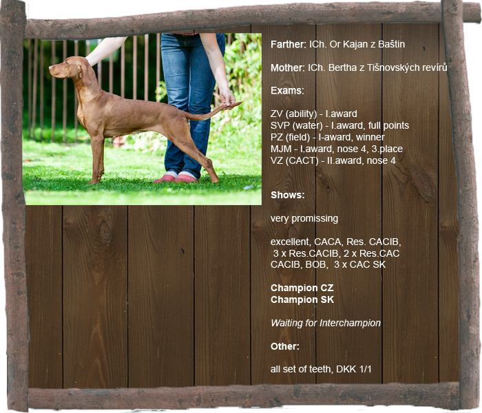 bardotte profil1 aj